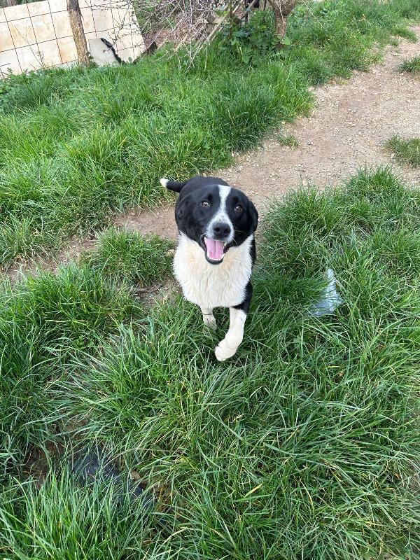 ALAN, GIOVANE CAGNOLINO SALVATO DALLA STRADA, ORA IN BOX!  Foto 5